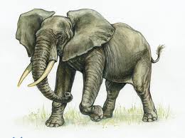 Elephant